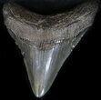 Megalodon Tooth - South Carolina #30657-1